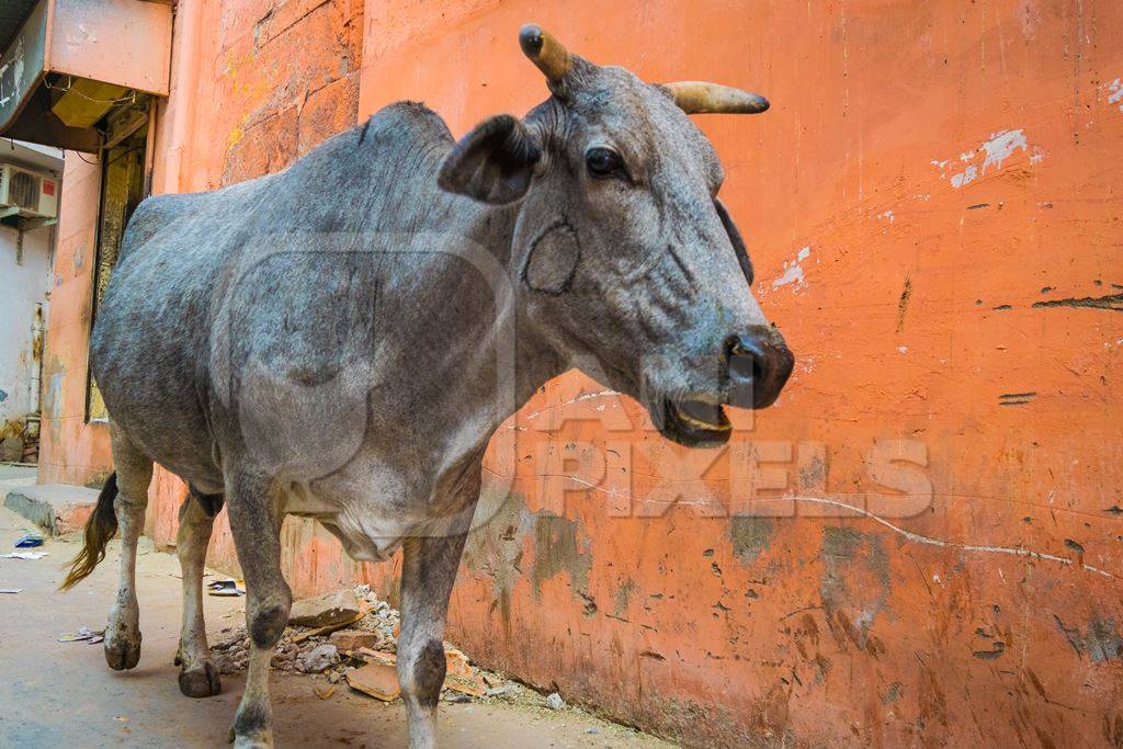 Grey cow walking down the street with orange wall in Jodhpur city in Rajasthan