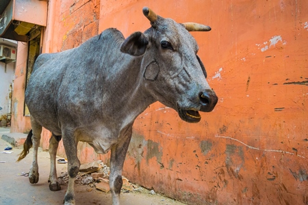Grey cow walking down the street with orange wall in Jodhpur city in Rajasthan