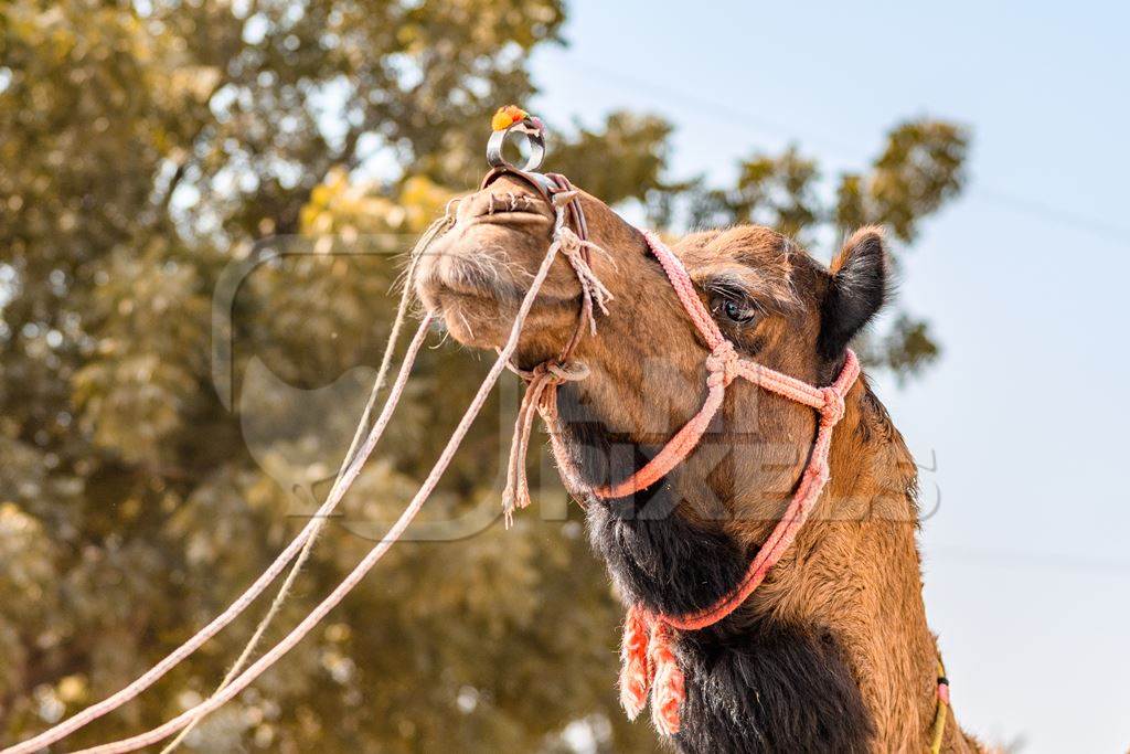 Head of Indian camel at Nagaur Cattle Fair, Nagaur, Rajasthan, India, 2022