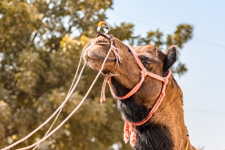 Head of Indian camel at Nagaur Cattle Fair, Nagaur, Rajasthan, India, 2022