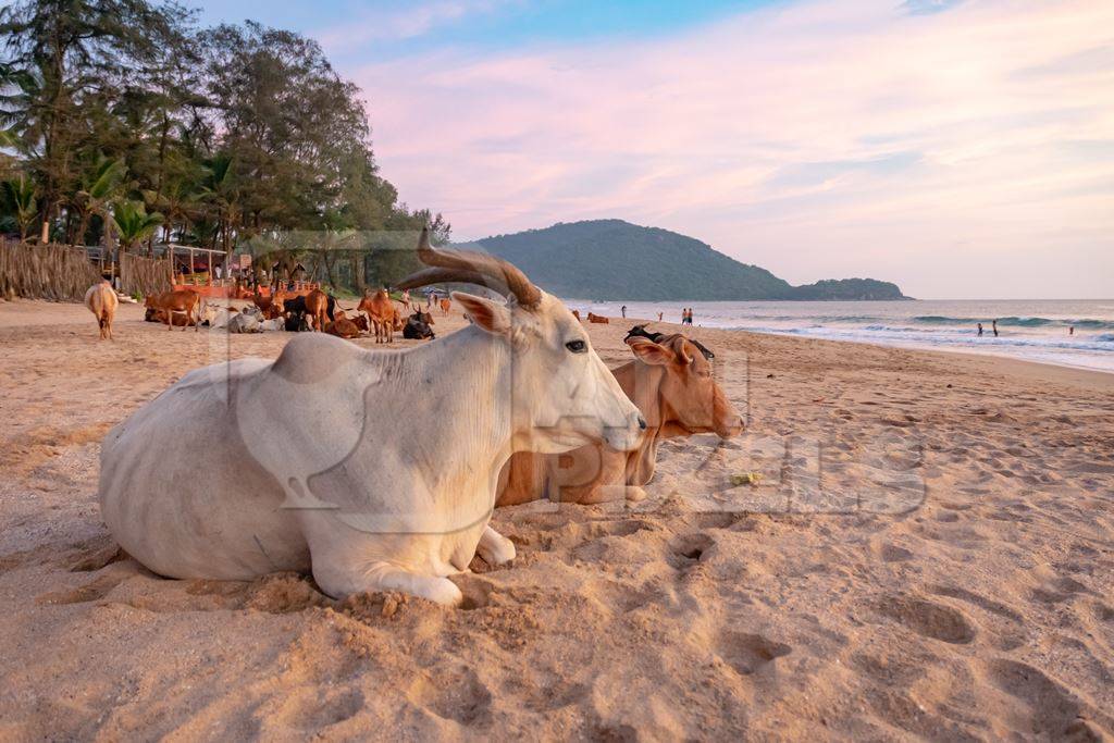 Many cows on the beach in Goa, India