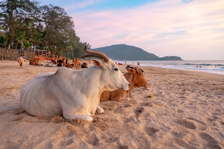 Many cows on the beach in Goa, India