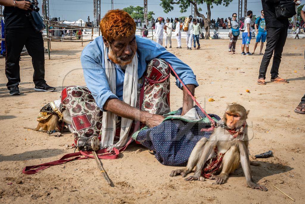 Man with dancing monkeys begging for money at Pushkar camel fair