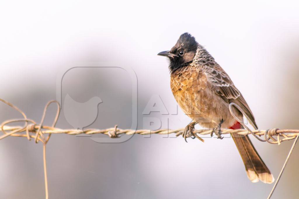 Indian red vented bulbul bird sitting on a wire in the rural countryside of the Bishnoi villages in Rajasthan in India