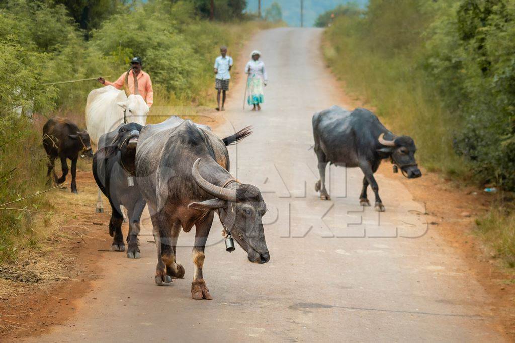 Small herd of farmed Indian buffaloes in a rural village in the countryside in Maharashtra, India, 2021