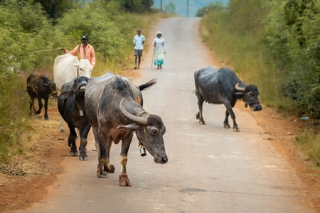 Small herd of farmed Indian buffaloes in a rural village in the countryside in Maharashtra, India, 2021