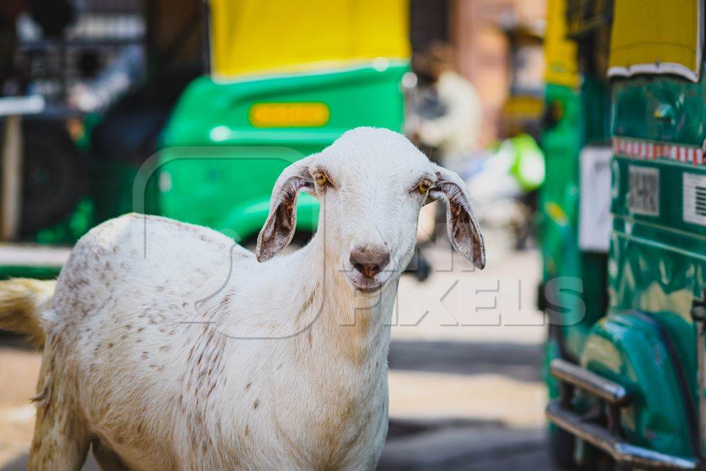 Indian goat on the street with green rickshaws in background, Jodhpur, Rajasthan, India, 2022