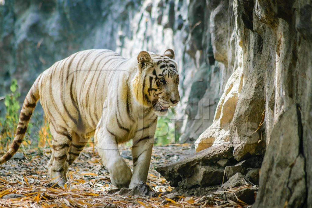 White tiger pacing up and down in enclosure at Rajiv Gandhi Zoological Park