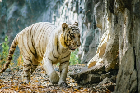 White tiger pacing up and down in enclosure at Rajiv Gandhi Zoological Park