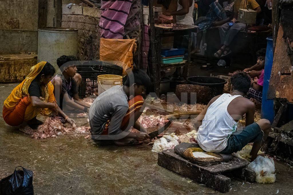 Slaughter workers killing chickens by cutting their throats with knives, at the chicken meat market inside New Market, Kolkata, India, 2022