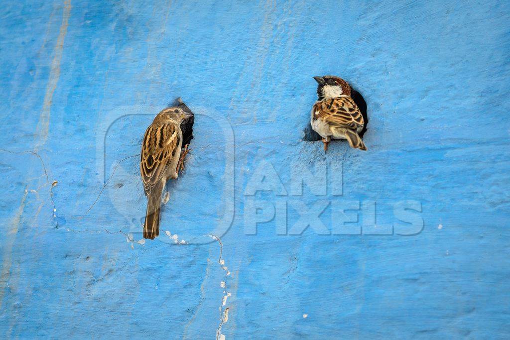Indian house sparrow birds making nests in small holes in the walls of blue houses in the urban city of Jodhpur, Rajasthan, India, 2022