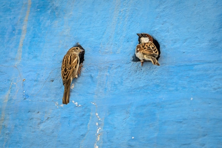 Indian house sparrow birds making nests in small holes in the walls of blue houses in the urban city of Jodhpur, Rajasthan, India, 2022