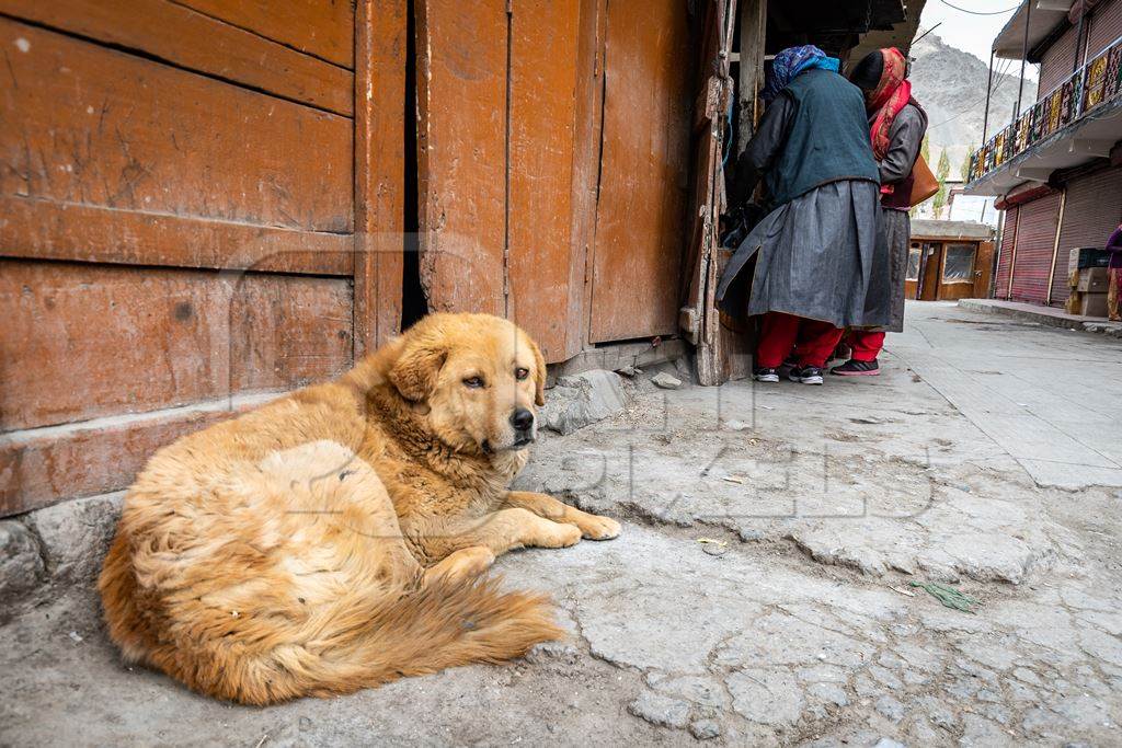 Fluffy street dogs sleeping outside food shop in the city of Leh, Ladakh in the Himalayas