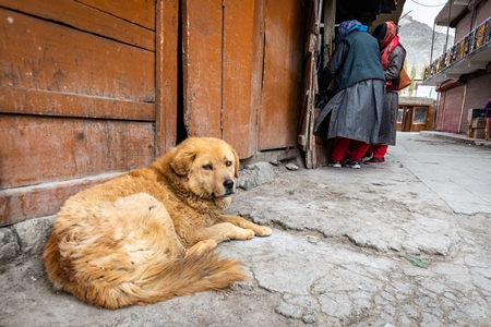 Fluffy street dogs sleeping outside food shop in the city of Leh, Ladakh in the Himalayas