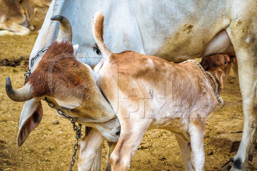 Mother and calf dairy cows suckling in a rural dairy in  Rajasthan