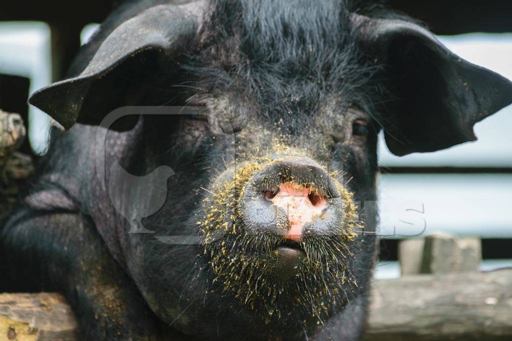 Farmed pig in a wooden pig pen in Nagaland in Northeast India