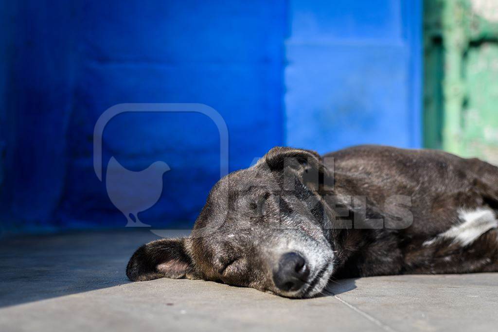 Indian street dog or stray pariah dog with blue wall background in the urban city of Jodhpur, India, 2022