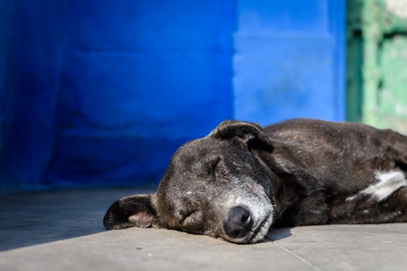 Indian street dog or stray pariah dog with blue wall background in the urban city of Jodhpur, India, 2022