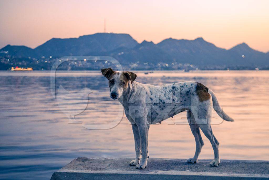 Indian street dog or stray pariah dog at sunset at Ana Sagar lake, Ajmer, Rajasthan, India, 2022