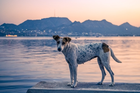 Indian street dog or stray pariah dog at sunset at Ana Sagar lake, Ajmer, Rajasthan, India, 2022