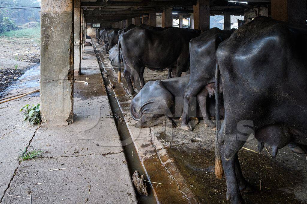 Farmed Indian buffaloes chained up in a long line on an urban dairy farm or tabela, Aarey milk colony, Mumbai, India, 2023