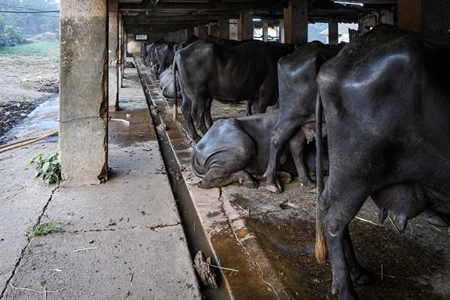 Farmed Indian buffaloes chained up in a long line on an urban dairy farm or tabela, Aarey milk colony, Mumbai, India, 2023
