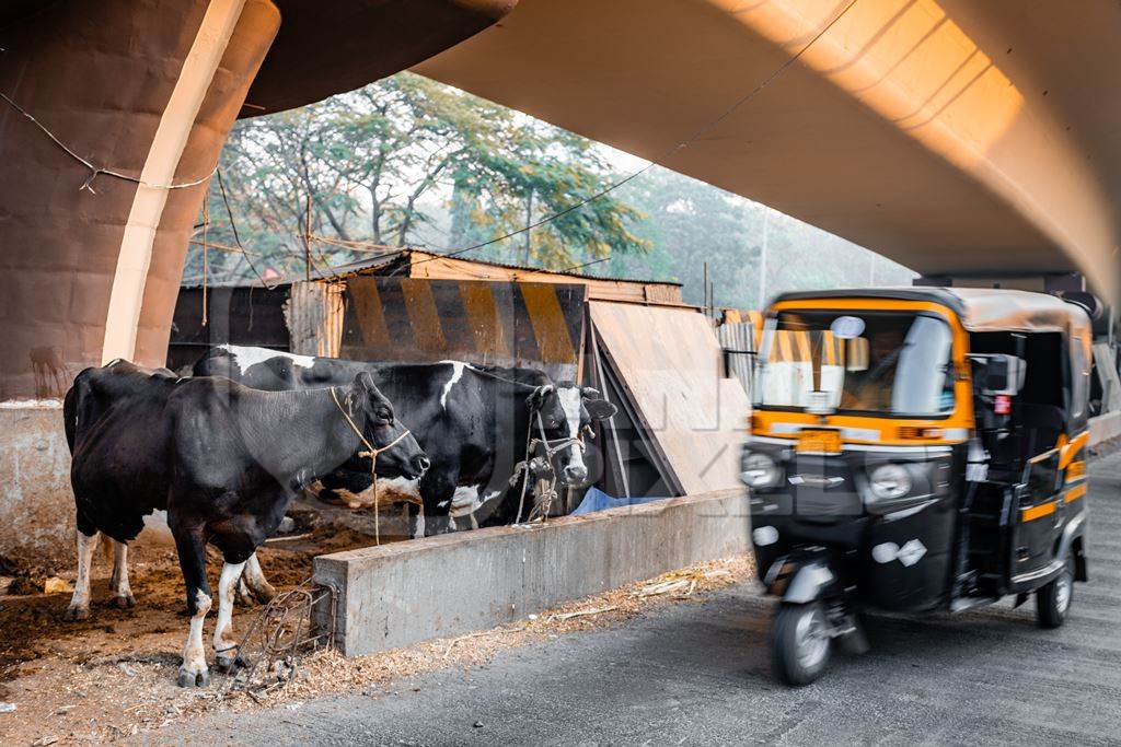 Indian dairy cows on an urban tabela in the divider of a busy road, Pune, Maharashtra, India, 2024