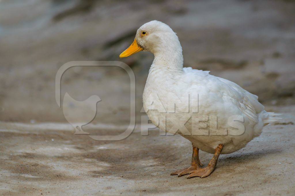 Farmed white duck with yellow beack in a village in rural Bihar