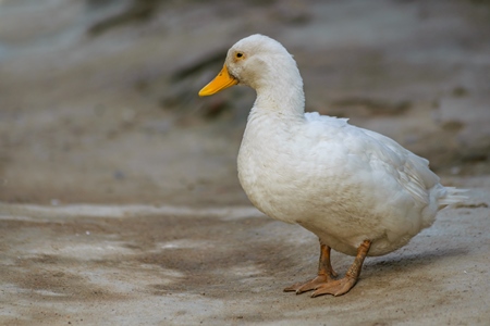 Farmed white duck with yellow beack in a village in rural Bihar