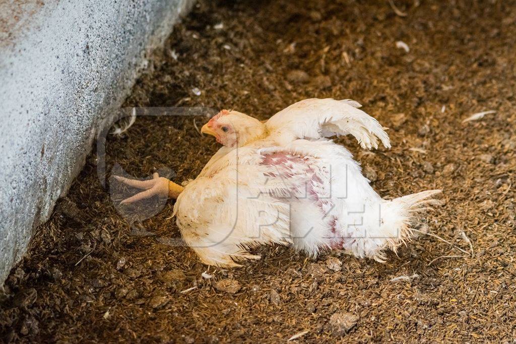 White broiler chicken with crippled leg raised for meat on a poultry broiler farm in Maharashtra in India