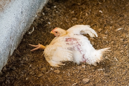 White broiler chicken with crippled leg raised for meat on a poultry broiler farm in Maharashtra in India