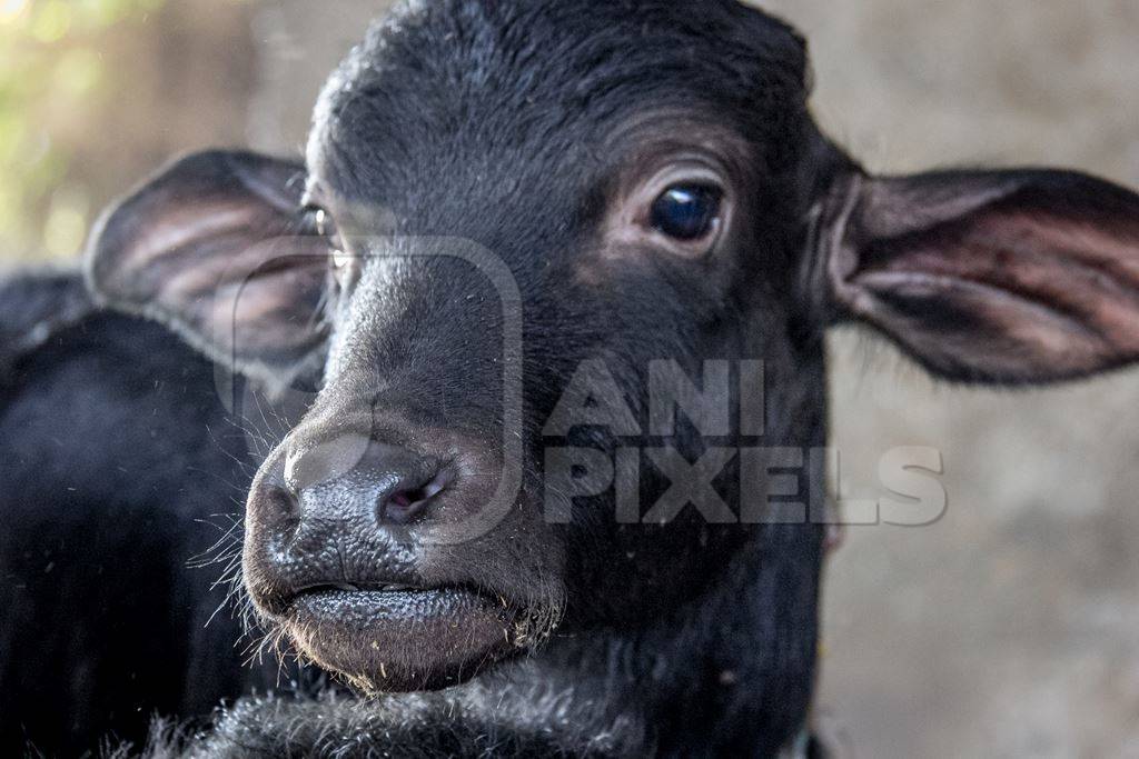 Farmed buffalo calf tied up in an urban dairy in Maharashtra