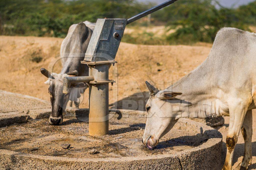 Thirsty cows drinking from a water fountain in rural villag