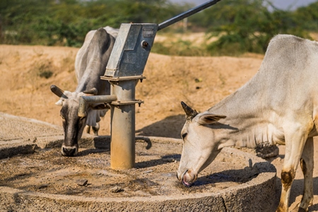 Thirsty cows drinking from a water fountain in rural villag