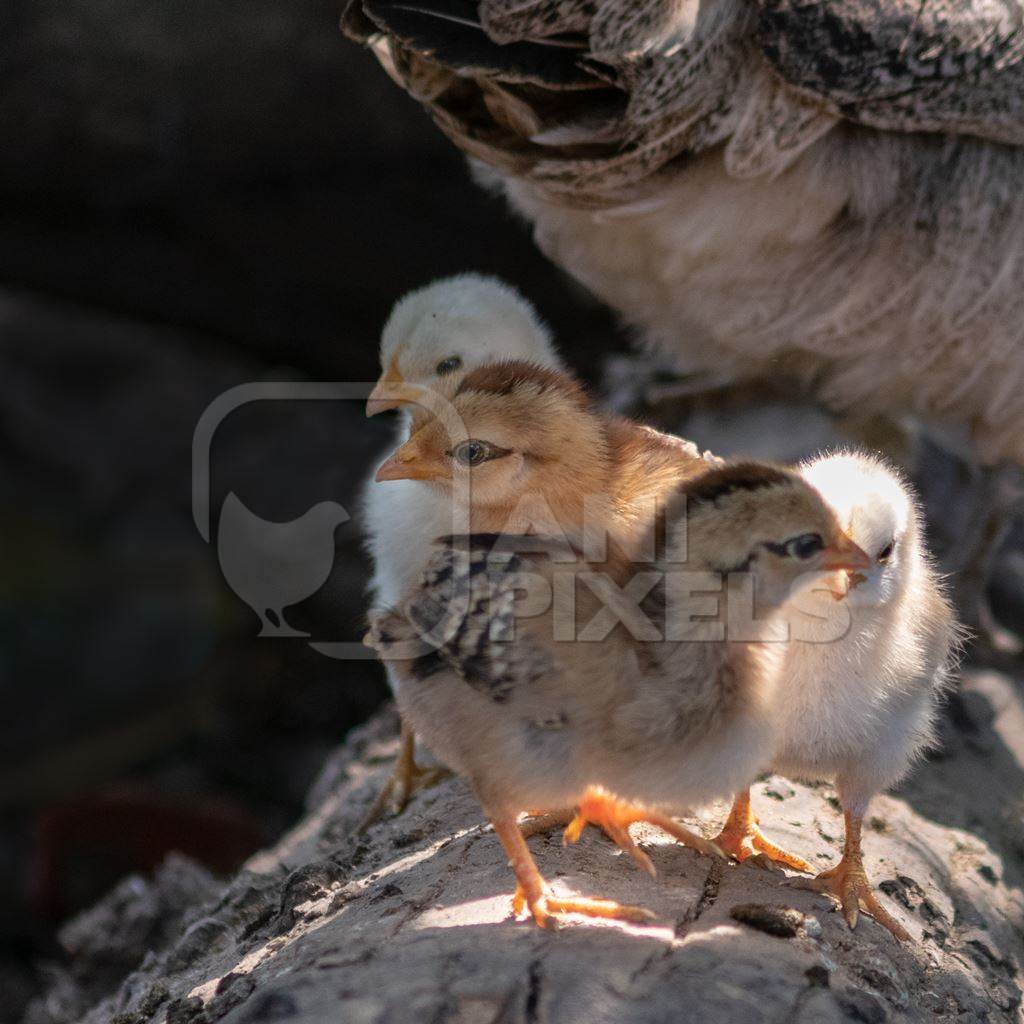 Cute chicks in a village in rural Bihar, India