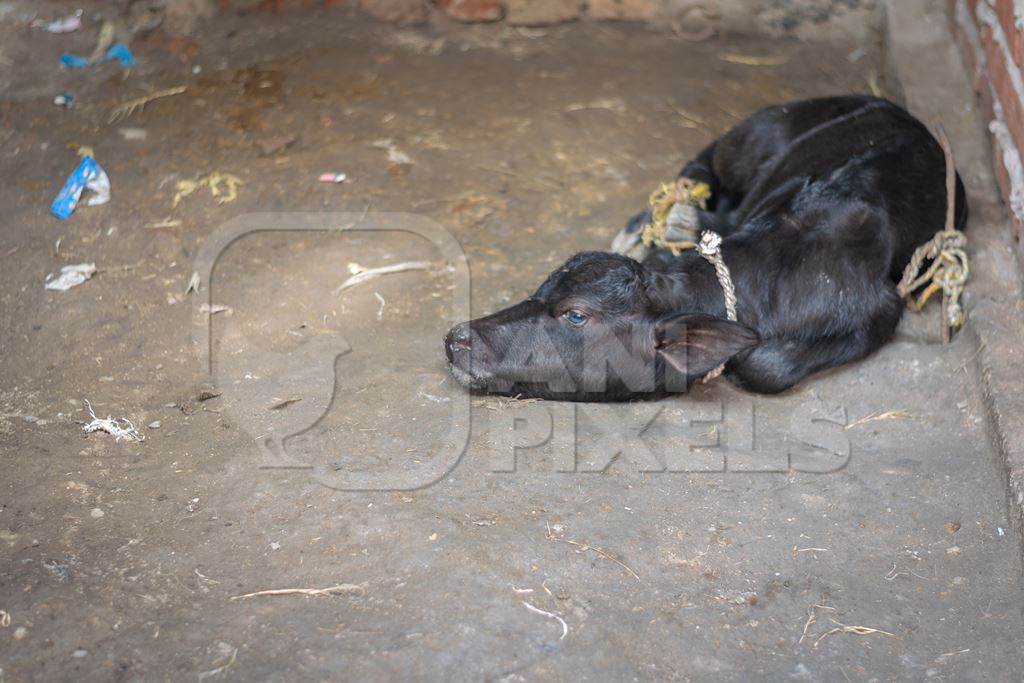 Baby buffalo calf tied up alone away from mother in village in rural Bihar