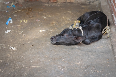 Baby buffalo calf tied up alone away from mother in village in rural Bihar