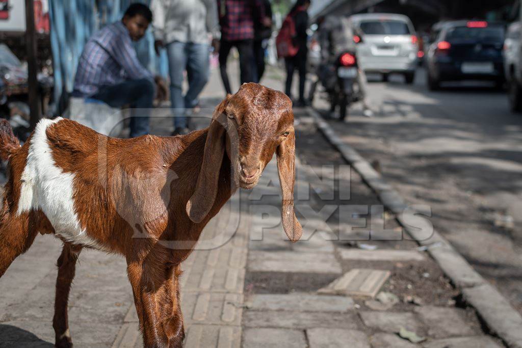 Indian baby goats on the street outside a mutton shop, Pune, India, 2022