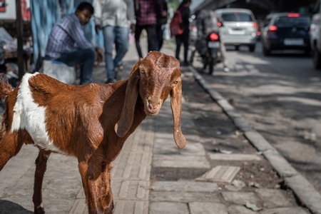 Indian baby goats on the street outside a mutton shop, Pune, India, 2022