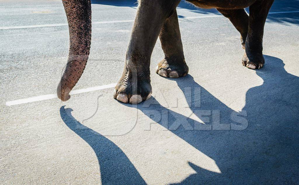 Elephant and shadow used for entertainment tourist ride walking on street in Jaipur