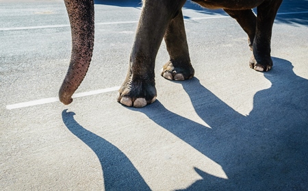 Elephant and shadow used for entertainment tourist ride walking on street in Jaipur