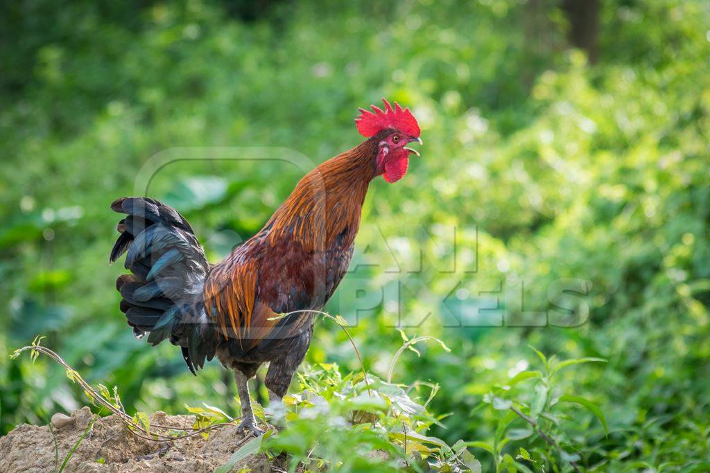 Cockerel crowing in a field with green background