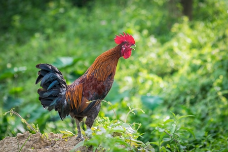 Cockerel crowing in a field with green background