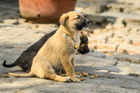 Two small street puppies on the road in the urban city of Jaipur, India, 2022