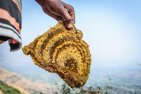 Pieces of yellow honeycomb with dead honey bees visible on sale on the side of the road