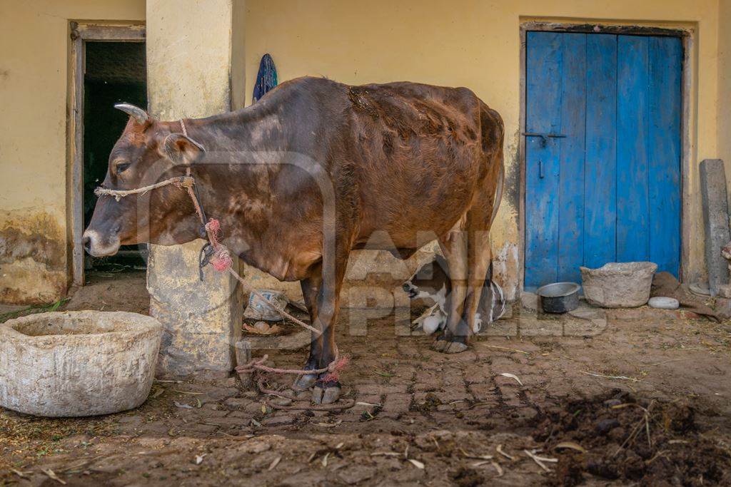 Dairy cow and calf on a rural farm with a blue door in a village in  Uttarakhand