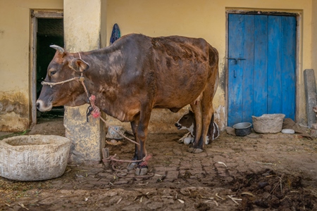 Dairy cow and calf on a rural farm with a blue door in a village in  Uttarakhand