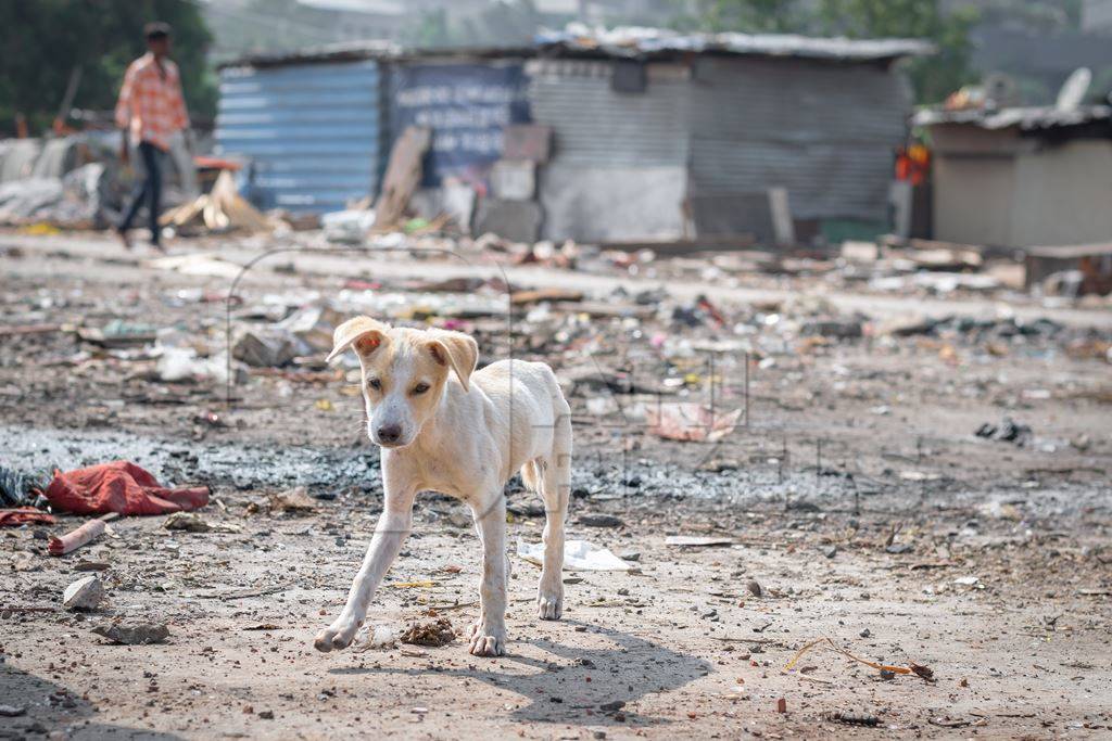 Indian street or stray puppy dog in a slum area with garbage in an urban city in Maharashtra in India