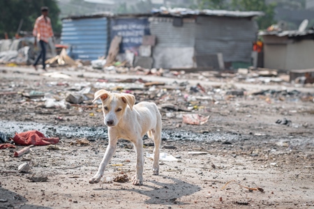 Indian street or stray puppy dog in a slum area with garbage in an urban city in Maharashtra in India