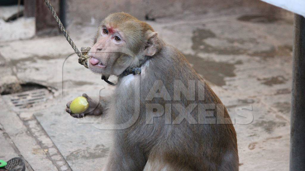 Monkey used for begging on a rope